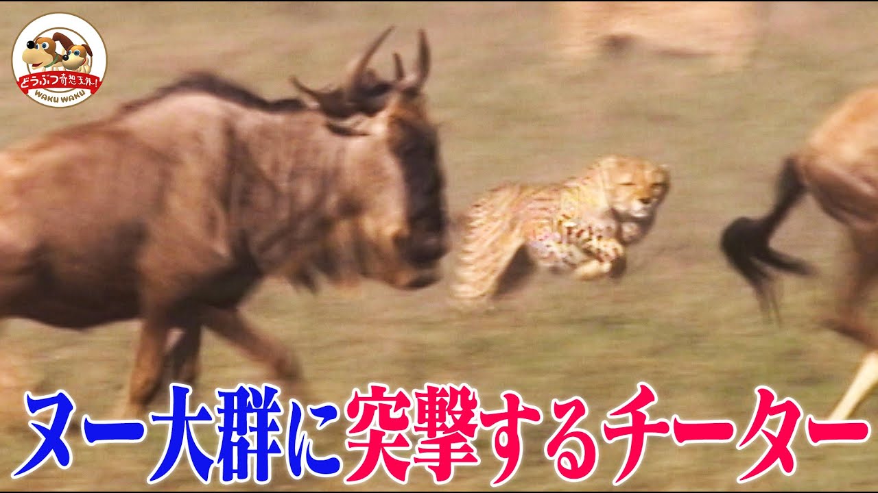 【激闘】生まれたてのヌー赤ちゃんに襲いかかる肉食獣！親子チーターvsヌーの大群！20世紀最後のヌー大移動に密着（母と子の戦いPart１）【どうぶつ奇想天外／WAKUWAKU】