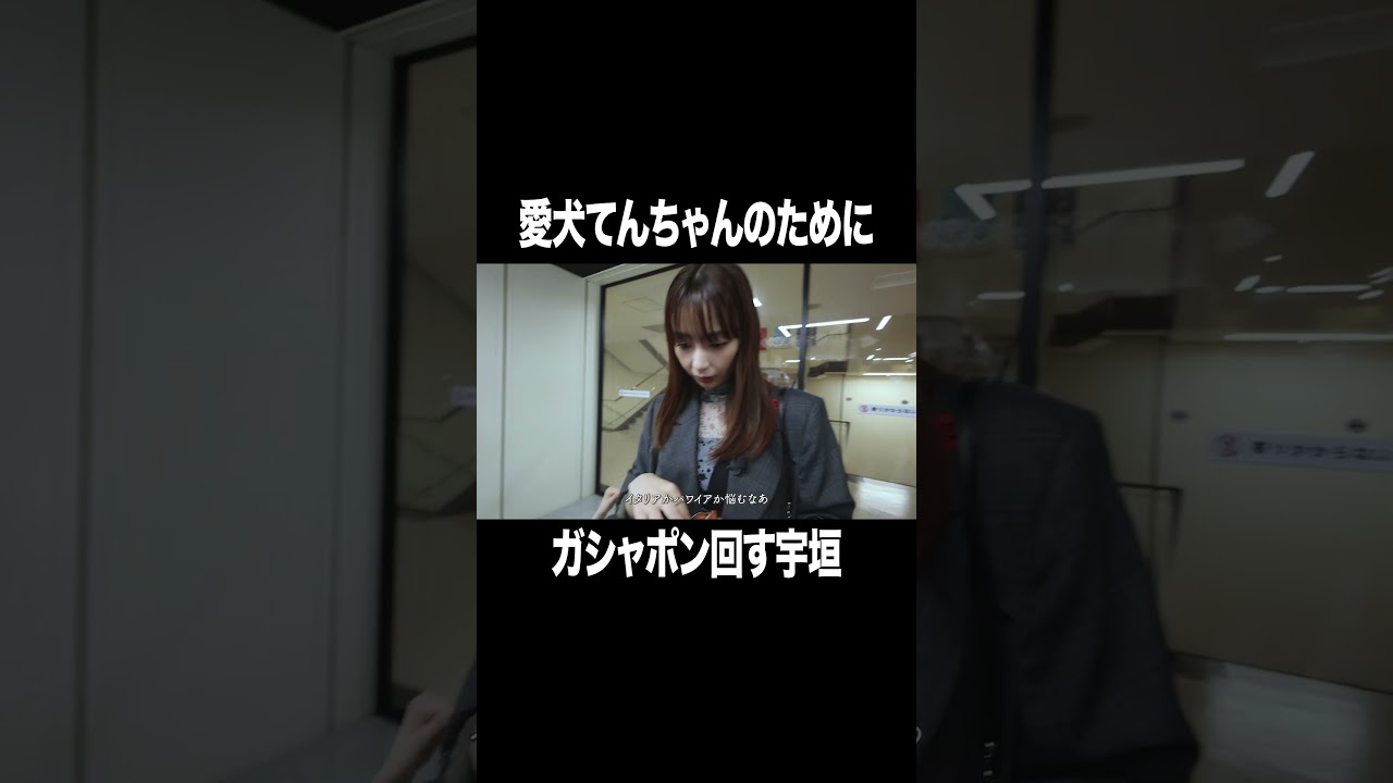 愛犬てんちゃんのためにガシャポンを回す宇垣美里2【宇垣美里YouTube】 #宇垣美里 #ガチャガチャ#アナウンサー