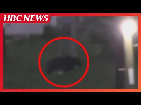 【クマ厳重警戒続く】52歳男性を襲ったクマ見つからず、現場では“事故前”から目撃や痕跡相次ぐ　住宅街の出没は非常にまれ…専門家「何かのきっかけで執着したか」