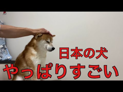 【柴犬飼い主55歳】