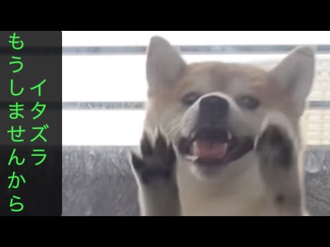 【柴犬飼い主55歳】柴犬、ついに出禁!? ベランダ越しの攻防戦