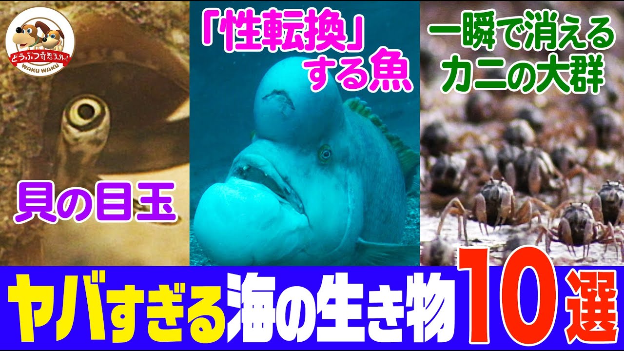 【海の日SP】“銃”を撃つエビ、一瞬で消えるカニの大群、「性転換」する怪魚…衝撃的な海の生きもの10選！【どうぶつ奇想天外／WAKUWAKU】