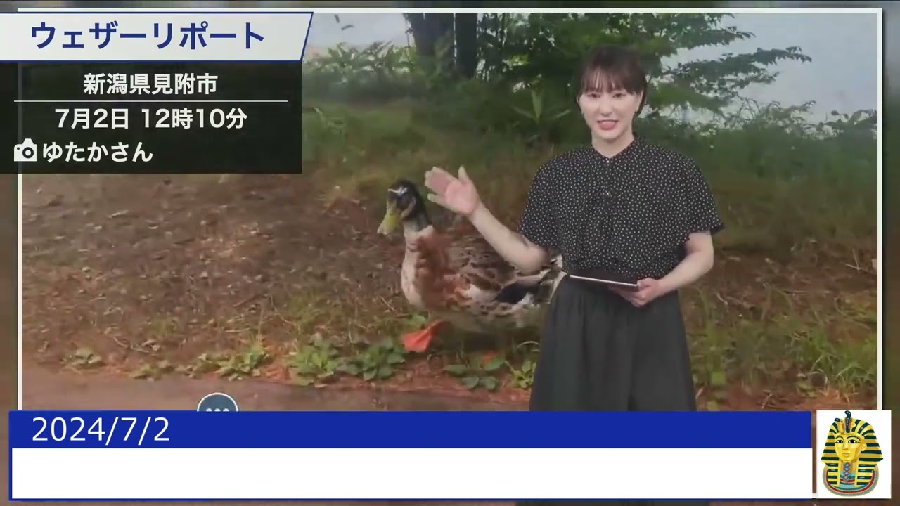 【20240702 ウェザーニュースライブ切り抜き】 かわいい動物リポート #白井ゆかり #ウェザーニュース切り抜き