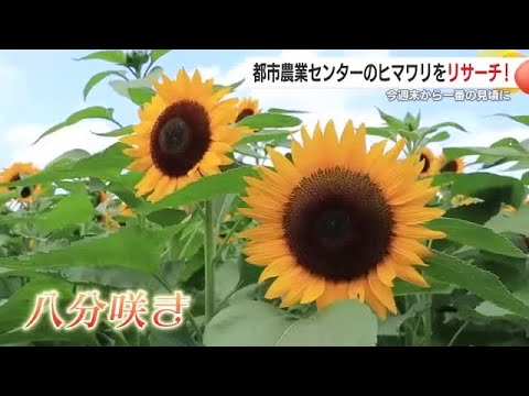 都市農業センターのヒマワリをリサーチ！　本数は約6万1000本  今週末から一番の見頃に【鹿児島】 (25/07/22 18:51)