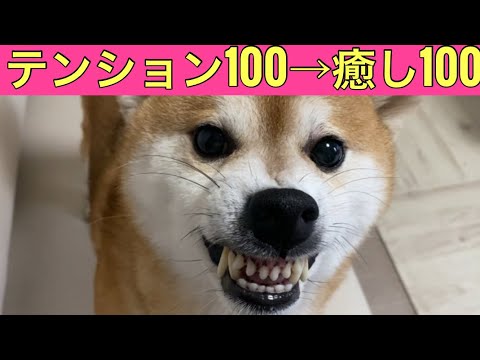 【柴犬飼い主55歳】おはようございます!! 取引先に全力あいさつしたら、反応が…!? その後、柴犬とパピヨンが癒しの見送り