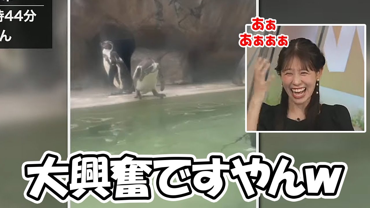 【戸北美月】リポートで届いたペギンの映像が完璧にツボだったらしく大興奮するお天気お姉さん