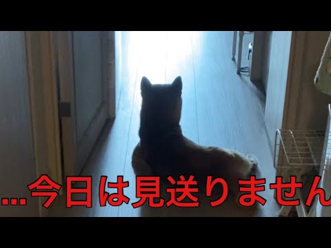 【柴犬飼い主55歳】まさかの拒否!? 柴犬くまころー、初めてのお見送りボイコット