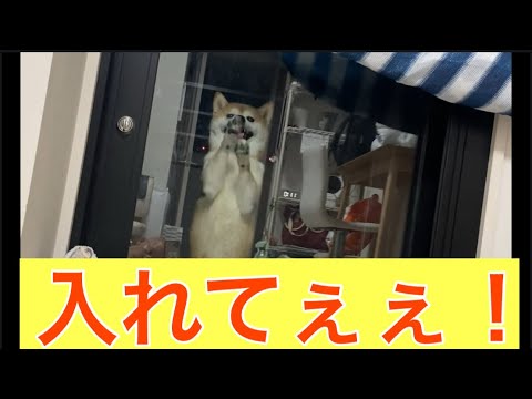 【柴犬飼い主55歳】夜中に追い出された柴犬…マド叩きで反省アピール