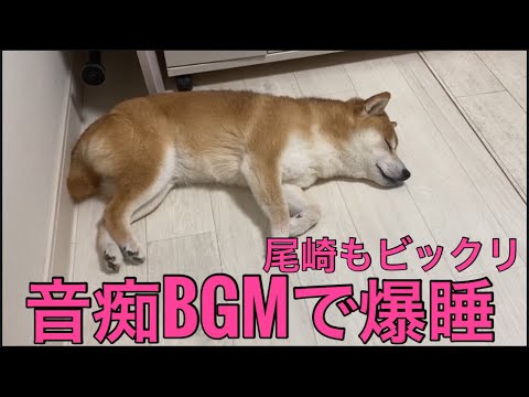 【柴犬飼い主55歳】またやっちゃった!? 音痴BGMで眠る柴犬くまころー