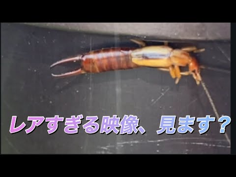 【柴犬飼い主55歳】Forget-me-notをハサミ虫に捧ぐ、55歳の夜。