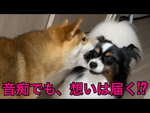 【柴犬飼い主55歳】忘れな草の調べに乗せて…くまころー青春メモリー」