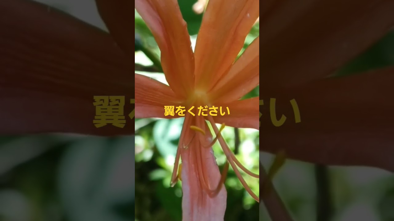 #翼をください#1#飯田市なんじゃもんじゃ #長野県飯田市ヒトツバタゴ#IidacitynaganoJapan