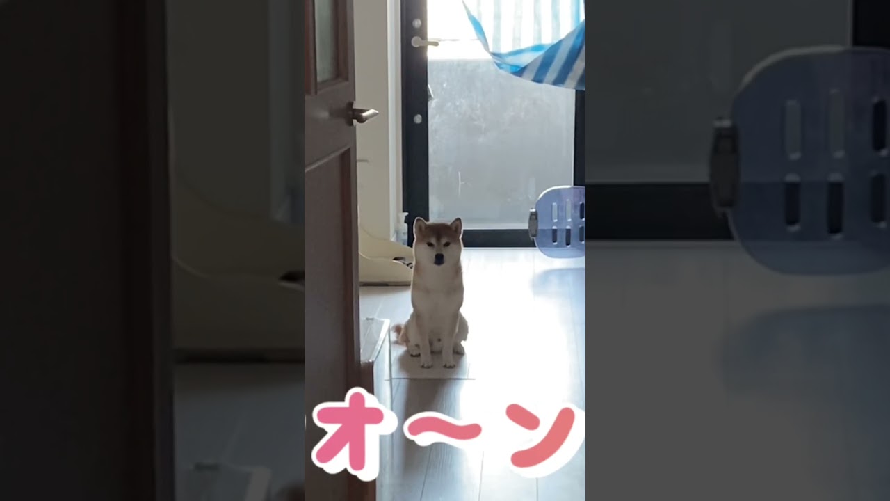 飼い主へのお見送り！ #柴犬　#くまころー