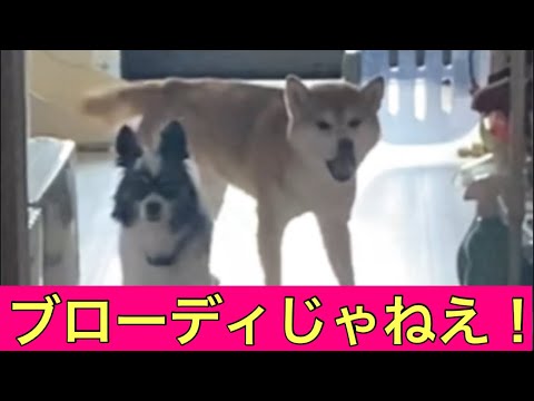 【柴犬飼い主55歳】名前ちがうワン！呼び間違えたら柴犬が激おこで登場