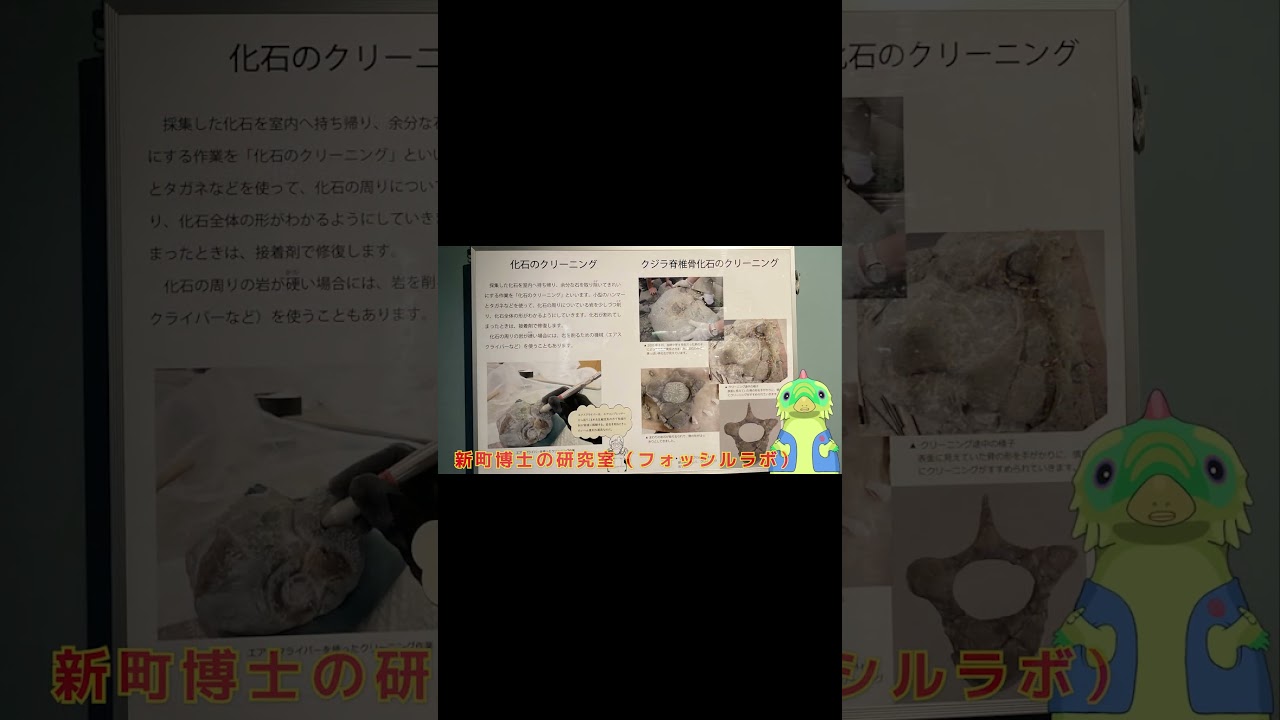 ★信州新町化石博物館に行ってきた！その1「コッコの恐竜こどもチャンネル」 #dinisaurs #dinosaur #長崎市恐竜博物館 #jurassicworld  #恐竜