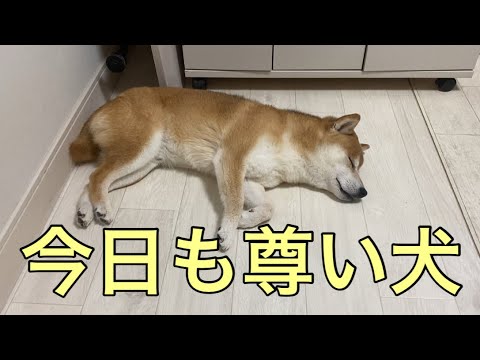 【柴犬飼い主55歳】尾崎の名曲をBGMに…くまころーの寝顔と全力お見送り」