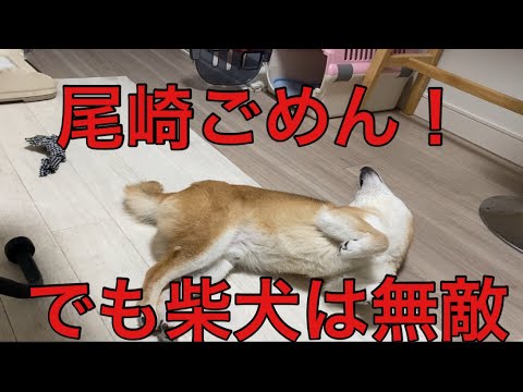 【柴犬飼い主55歳】尾崎ソングと柴犬のギャップで癒される日常