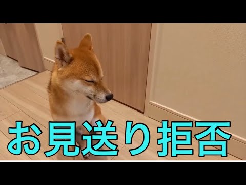 【柴犬飼い主55歳】これが柴犬の本気の無視です。
