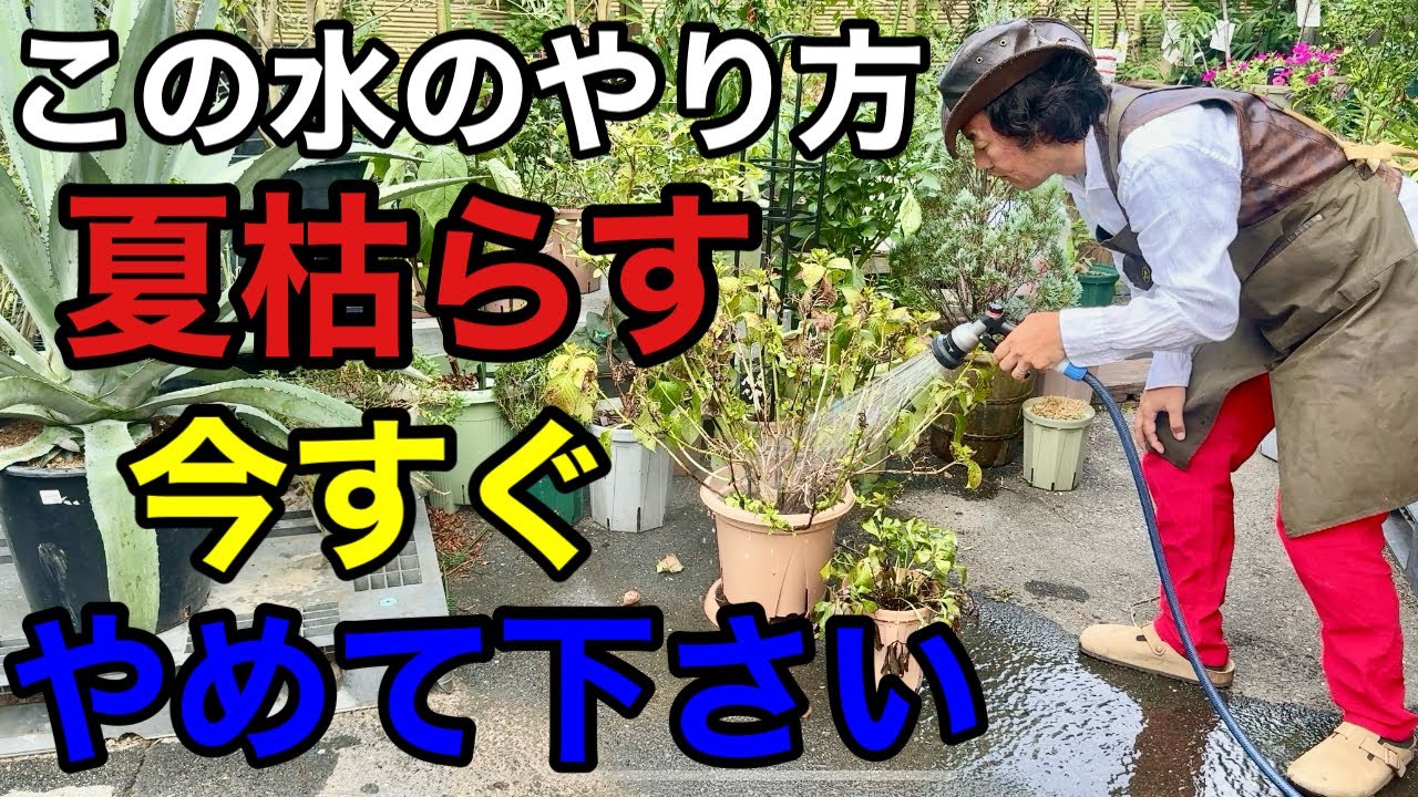 【その水のやり方間違えてます】プロがやってる夏の水やり法　　　　　教えます。　　　【カーメン君】【園芸】【ガーデニング】【初心者】