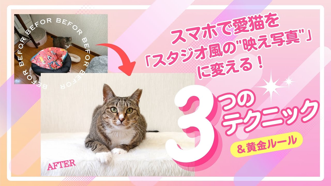 【スマホでの猫の撮り方】写真がかわいく映える魔法のテクニック！