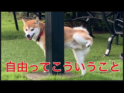【柴犬飼い主55歳】柴犬とパピヨン、ついに野に放たれる!? 飼い主ガン無視で自由爆走