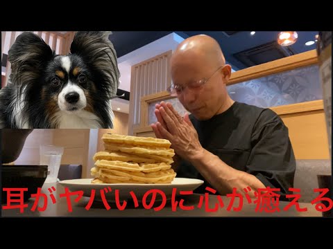 【柴犬飼い主55歳】パピヨンに癒されワッフル10枚挑戦！（尾崎も泣いた!? 爆食と癒しの3重奏）