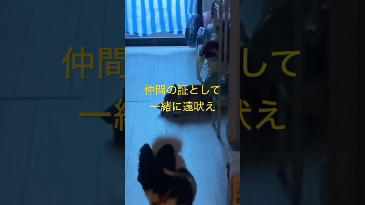 自宅警備よろしく！ #柴犬　#くまころー