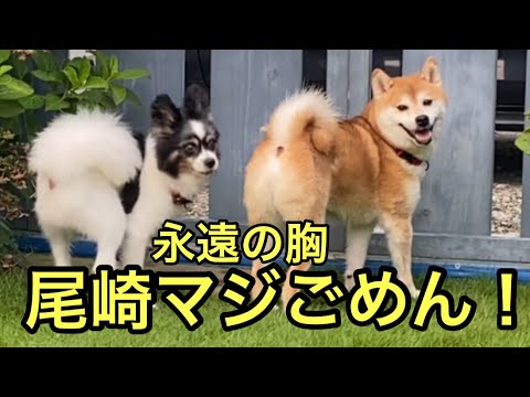 【柴犬飼い主55歳】尾崎愛が止まらない…音痴で熱唱「永遠の胸」＆くまちゃん＆そら君登場！