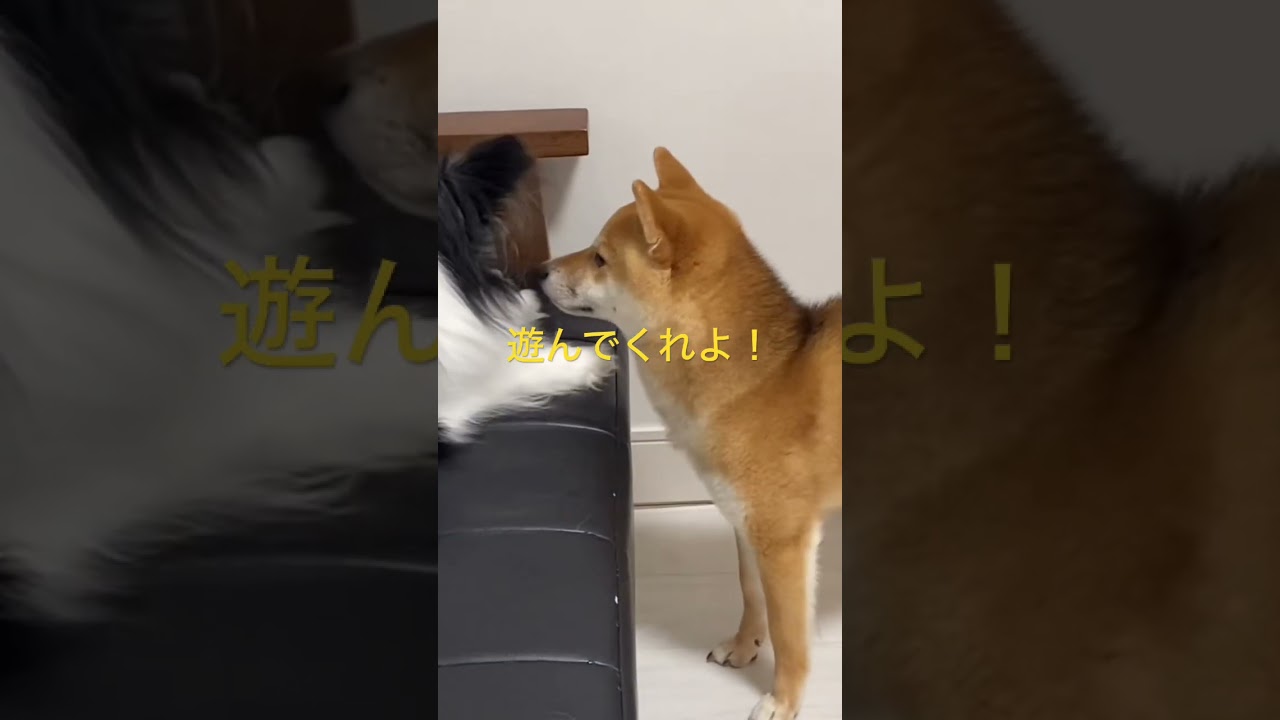 起きろよ！ #柴犬　#くまころー