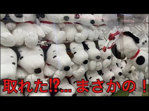 【柴犬飼い主55歳】スヌーピーが…まさかの結末に!? クレーンゲーム5連戦！