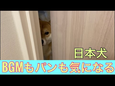 【柴犬飼い主55歳】朝からパン10個！BGMにはいつもの尾崎が！現場打ち合わせ！