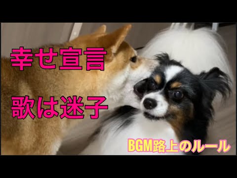 【柴犬飼い主55歳】この子達を幸せにする義務があります。