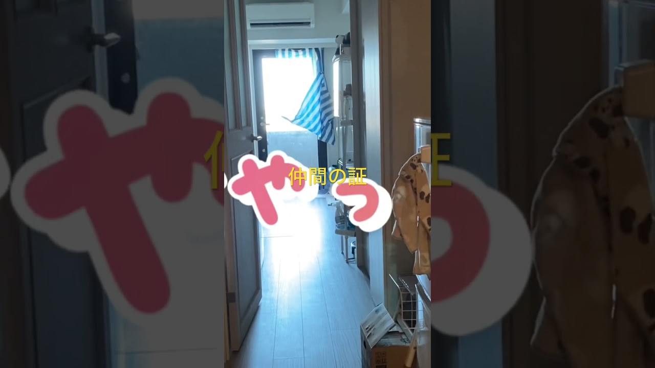 一緒に遠吠え #柴犬  #くまころー