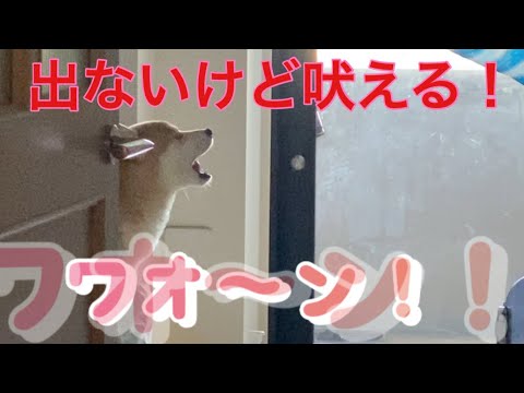 【柴犬飼い主55歳】🐾「柴犬くまころー、スネてお見送り拒否!? でも遠吠えには全力参加！