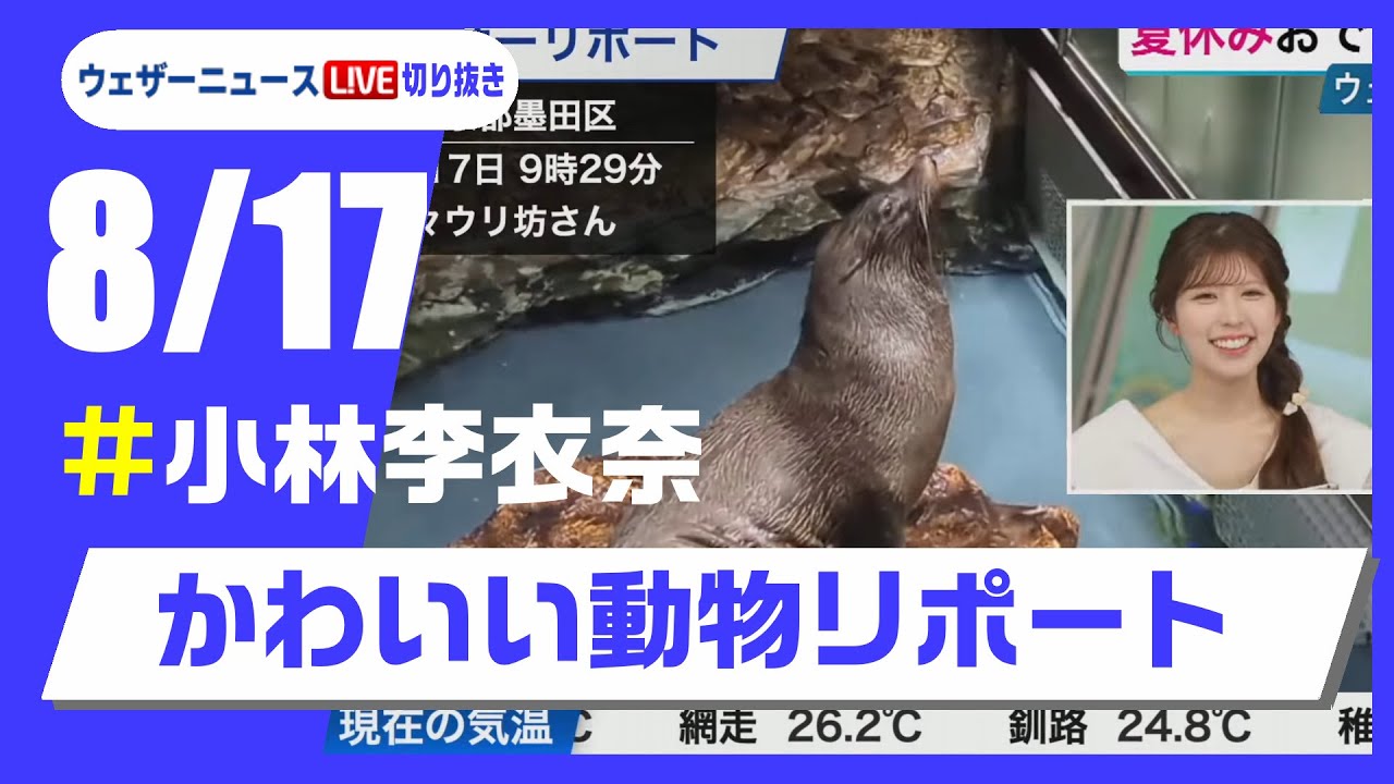 【20250817 ウェザーニュースライブ切り抜き】かわいい動物リポート #小林李衣奈 #ウェザーニュース切り抜き