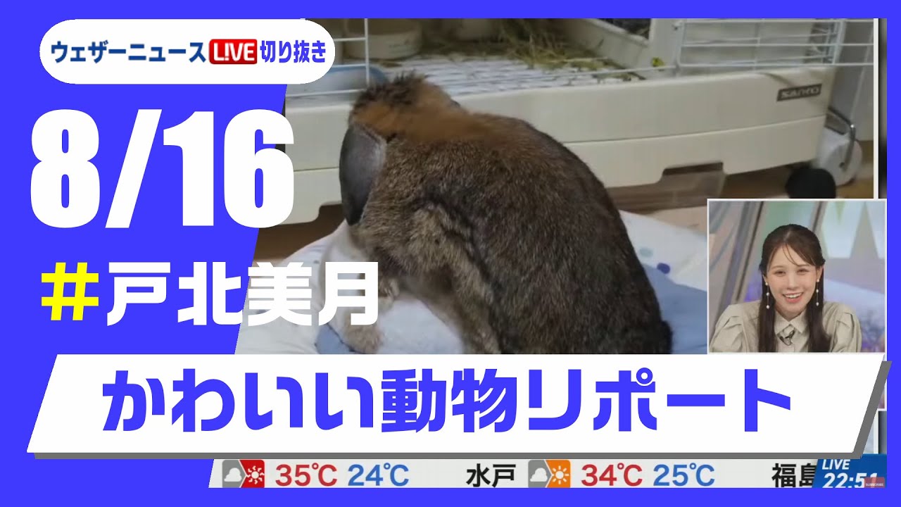 【20250816 ウェザーニュースライブ切り抜き】かわいい動物リポート #戸北美月 #ウェザーニュース切り抜き