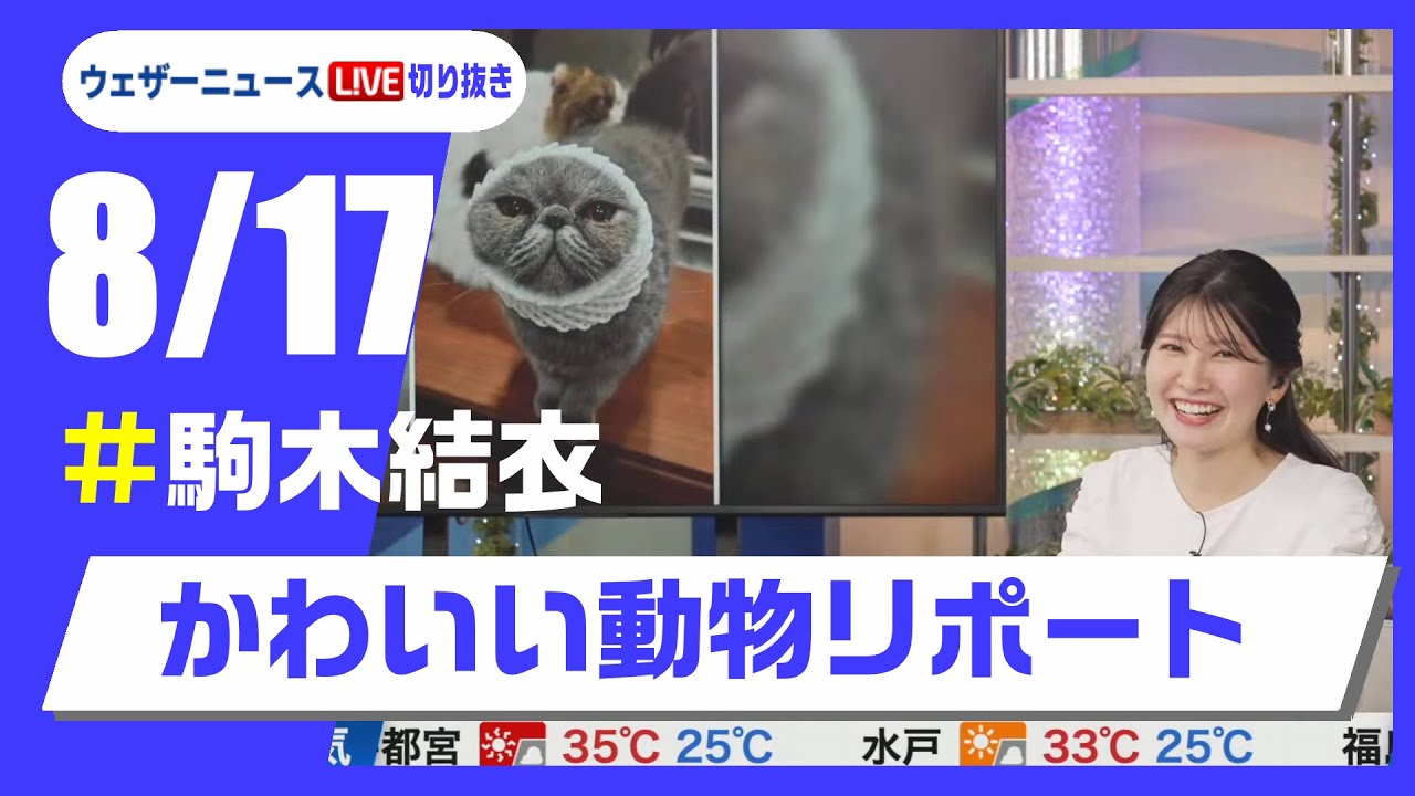 【20250817 ウェザーニュースライブ切り抜き】かわいい動物リポート #駒木結衣 #ウェザーニュース切り抜き