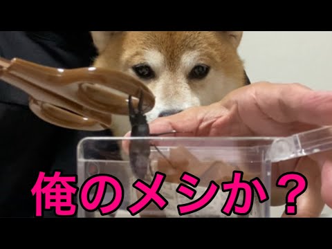 【柴犬飼い主55歳】いただいたコクワガタのお家づくり🐞柴犬の反応がヤバい