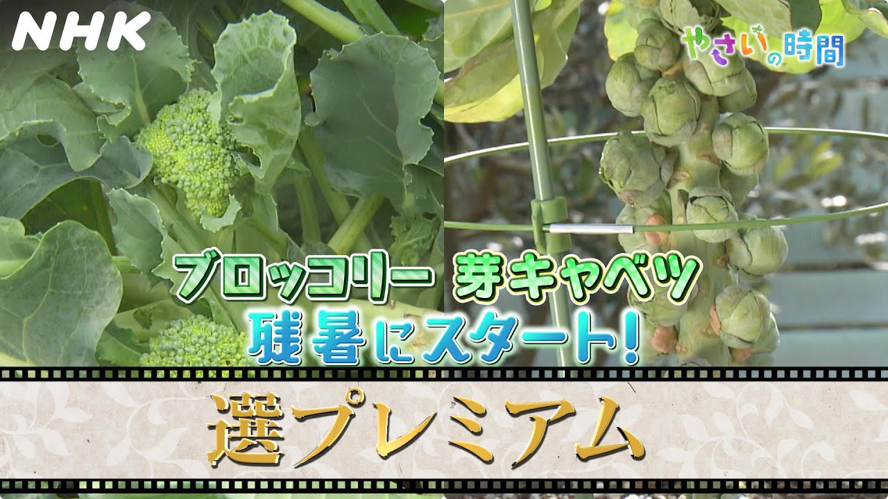 [やさいの時間]【8/31(日)放送】選プレミアム映像！大沢あかね、杉浦太陽がブロッコリー栽培、伊藤裕子が芽キャベツの栽培に挑戦！| NHK