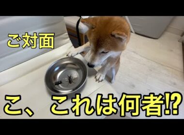 【柴犬飼い主55歳】柴犬くまころー、クワガタ飼育2日目の再会にド緊張!?」