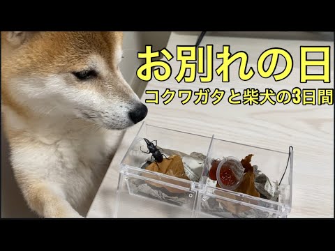 【柴犬飼い主55歳】柴犬くまころー、クワガタとの最後の日