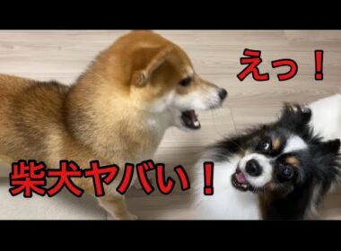【柴犬飼い主55歳】パピヨンが先住犬なんだけど！