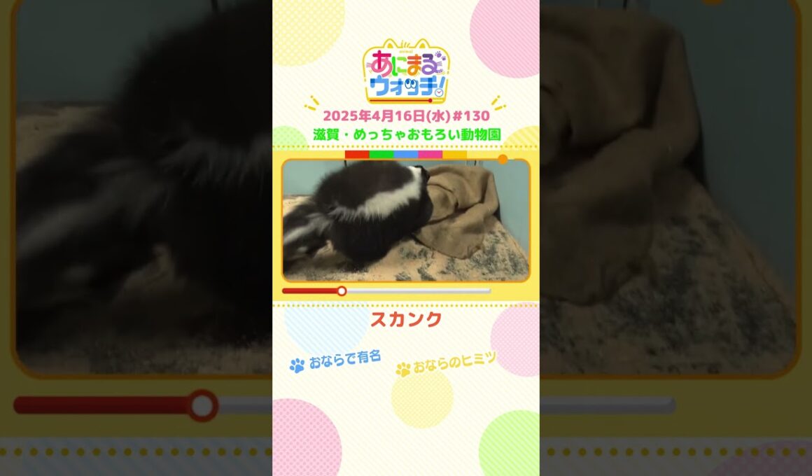 おならで有名！「スカンク」滋賀・甲賀市「めっちゃおもろい動物園」　#shorts #読売テレビニュース #すまたん #あにまるウォッチ #動物