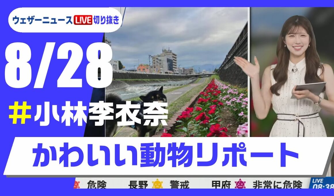 【20250828 ウェザーニュースライブ切り抜き】かわいい動物リポート #小林李衣奈 #ウェザーニュース切り抜き