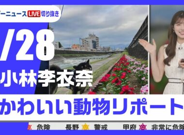 【20250828 ウェザーニュースライブ切り抜き】かわいい動物リポート #小林李衣奈 #ウェザーニュース切り抜き