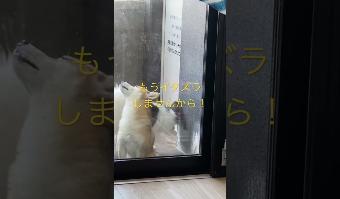 お願いだから入れてください！ #柴犬　#くまころー