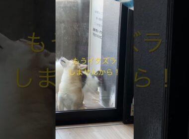 お願いだから入れてください！ #柴犬　#くまころー