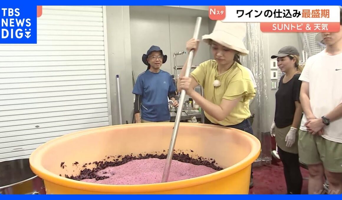 「おいしいワインができると思います」ワインの仕込み最盛期　今年は雨が少なくしっかり熟したブドウに【SUNトピ】｜TBS NEWS DIG