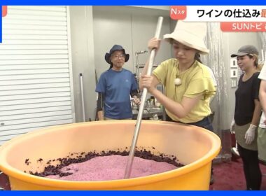「おいしいワインができると思います」ワインの仕込み最盛期　今年は雨が少なくしっかり熟したブドウに【SUNトピ】｜TBS NEWS DIG