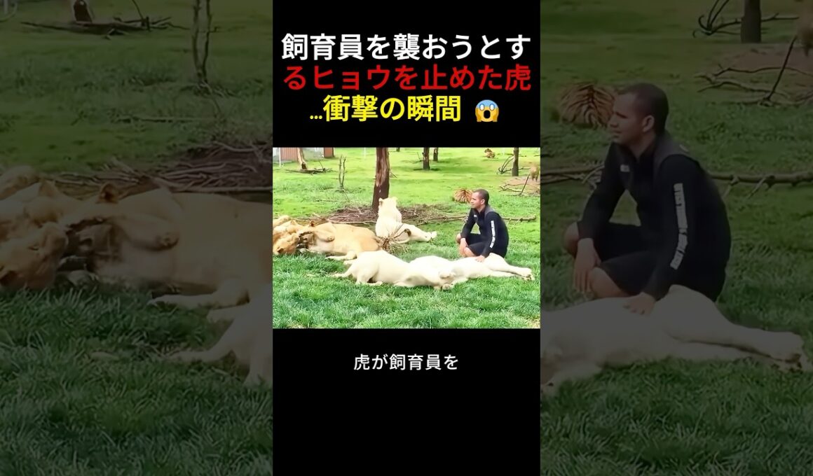 飼育員を襲おうとするヒョウを止めた虎...衝撃の瞬間 😱